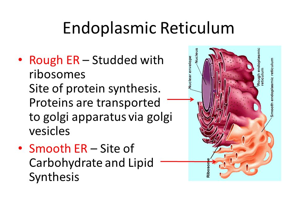 Rough Endoplasmic Reticulum Telegraph